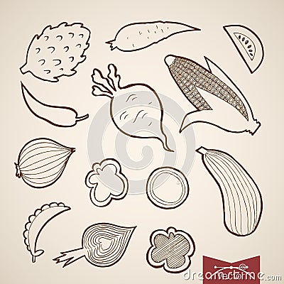 Engraving vintage hand drawn vector vegetable Penc Vector Illustration