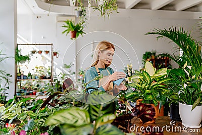 Middle-Aged Female Businesswoman, Clad in Apron, Methodically Dusting the Leaves of a For-Sale Plant in her Flower Shop Stock Photo