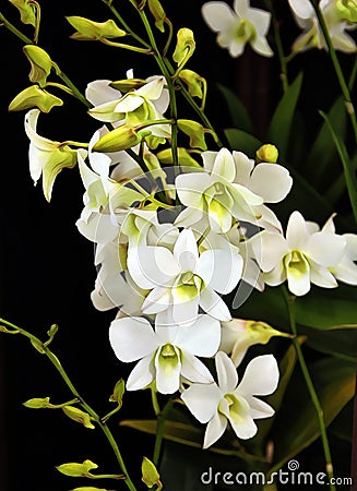 Enhanced Picture of Beautiful Orchid Dendrobium Snow White Memoria Princess Diana Stock Photo
