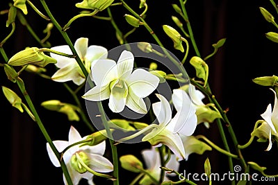 Enhanced Picture of Beautiful Orchid Dendrobium Snow White Memoria Princess Diana Stock Photo