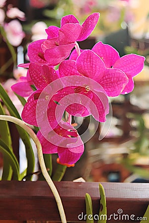 Enhanced Picture of Beautiful Orchid Vanda Fuchs Cherry Rose Stock Photo