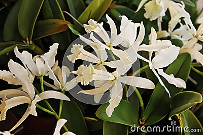 Enhanced Picture of Beautiful Orchid White Cattleya Orchid Stock Photo