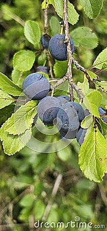 selective focus. Ripe blue violet plums in the plum orchard. Farming with light background. many ripe fruits in the plantation. Stock Photo