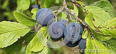 selective focus. Ripe blue violet plums in the plum orchard. Farming with light background. many ripe fruits. ripe plums Stock Photo