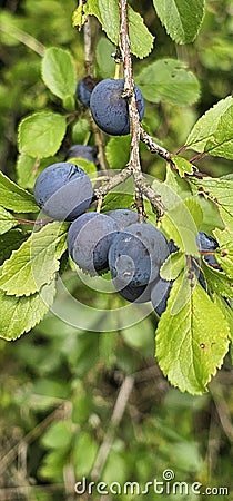 selective focus. Ripe blue violet plums in the plum orchard. Farming with light background. many ripe fruits. ripe plums Stock Photo