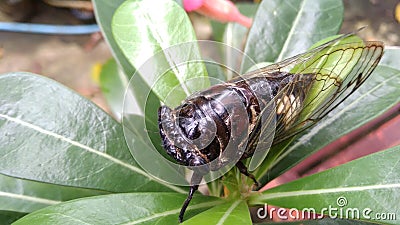 Enjoy the beauty of the insects on the flowers Stock Photo