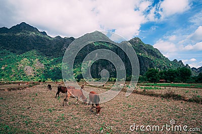 Enjoying the countryside of vang vieng in laos. Very peacefull surrounding outside the busy city. Relaxing with the cows Stock Photo