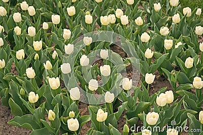 Enjoying springtime. tulip field with various type and color. nature landscape sightseeing in Europe. fresh spring Stock Photo