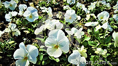 Gorgeous white violets in the garden Stock Photo