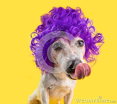 Enjoying treat food licking funny dog in fashionable lilac wig. Yellow background. Series of outrageous style photos Stock Photo