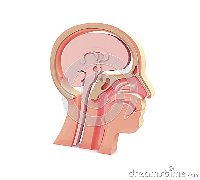 Enlarged image 3D of anatomical illustration of the empty human head. Cartoon Illustration