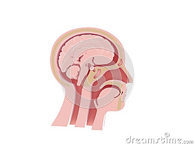 Enlarged image 3D of anatomical illustration of the empty human head. Cartoon Illustration