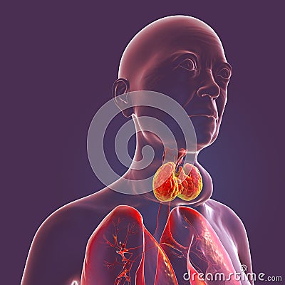 Enlarged thyroid gland, 3D illustration Cartoon Illustration