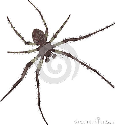 Spider with wide legs Vector Illustration