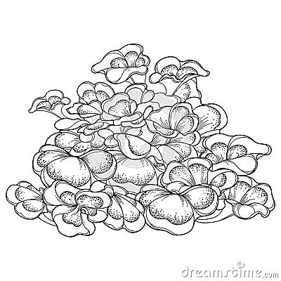 Bunch of outline Maitake or Grifola frondosa or ram's head mushroom in black isolated on white background. Vector Illustration