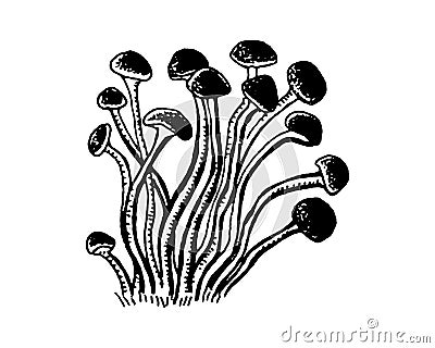 Enokitake mushroom hand drawn vector illustration. Sketch drawing Vector Illustration