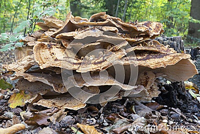 This enormous Giant Fungus Meripilus giganteus grows on a dead tree stump in the park De Horsten in Wassenaar Stock Photo