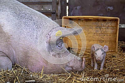Enormous head of a mother sow pig sniffing her nose to newborn tiny cute pink lovely piglet in the straw in a stable Editorial Stock Photo