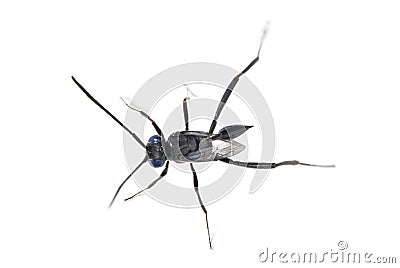 Ensign Wasp - Evania Appendigaster Stock Photo