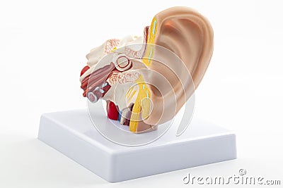 ENT or otolaryngology appointment, lab equipment and hearing organ health concept with anatomical ear model isolated on white Stock Photo