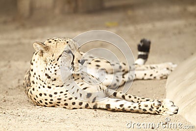 Grace in Repose: Cheetah's Elegant Rest Stock Photo