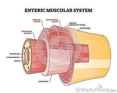 Enteric muscular system in gut wall of the small intestine outline diagram Vector Illustration