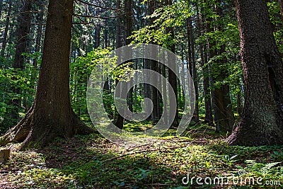 Entering morning lights in the beautiful intact pine forest Stock Photo