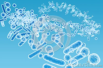 Enterobacteriaceae, gram-negative rod-shaped bacteria Stock Photo