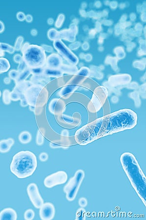 Enterobacteriaceae, gram-negative rod-shaped bacteria Stock Photo