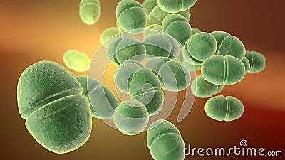 Enterococcus bacteria, medically accurate 3D illustration Cartoon Illustration