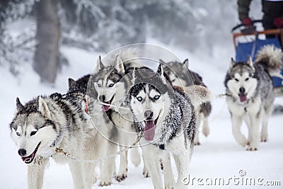 Enthusiastic team of dogs in a dog sledding race. Stock Photo