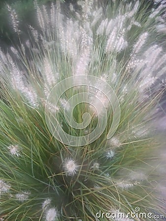 Entitled grass plant Stock Photo