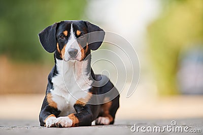 Entlebucher sennenhund outdoors on grass. Loyal pet friend Stock Photo