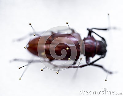 Entomological needles for fixing insects. Stock Photo