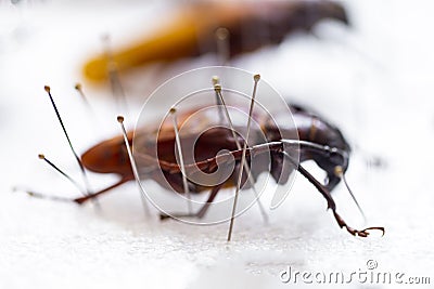 Entomological needles for fixing insects. Science entomology Stock Photo