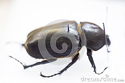 Entomological needles for fixing insects Stock Photo