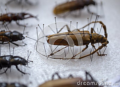 Entomological needles for fixing insects. Science entomology Stock Photo