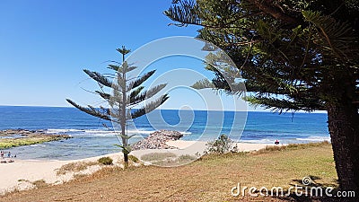 The Entrance Beach With Small Norfolk Pine Trees Looking Over the Ocean Stock Photo