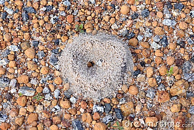 Entrance to an ants nest Stock Photo