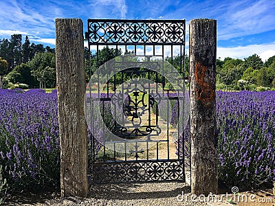 Entrance to blooming lavender garden Stock Photo