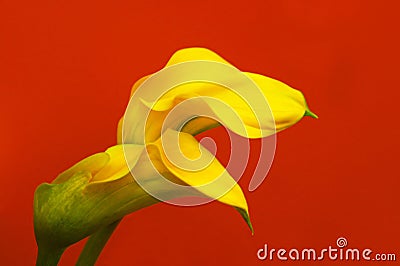 Entwined Calla Lilies Stock Photo