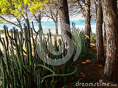 Environment. Biodiversity Stock Photo