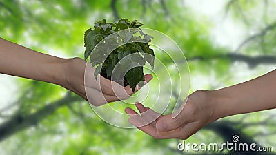 Environment concept. Mother nature gives you a litle plant Stock Photo