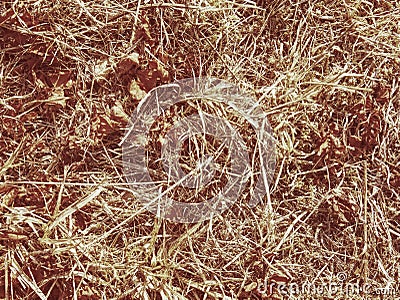 Environment drought. Dry grass in meadow doe to extreme dryness Stock Photo