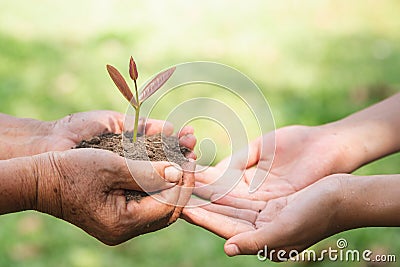 Environment Earth Day, Hands of old women and young women holding tree on nature field grass, Forest conservation, Ecological Stock Photo