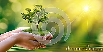 Environment Earth Day In the hands of trees growing seedlings. Bokeh green Background Female hand holding tree on nature field gra Stock Photo