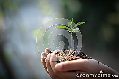 Environment Earth Day In the hands of trees growing seedlings. Bokeh green Background Female hand holding tree on nature field Stock Photo