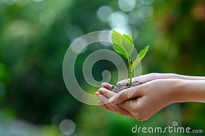 Environment Earth Day In the hands of trees growing seedlings. Bokeh green Background Female hand holding tree on nature field Stock Photo