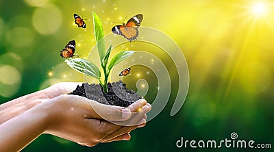 Environment Earth Day In the hands of trees growing seedlings. Bokeh green Background Female hand holding tree on nature field Stock Photo