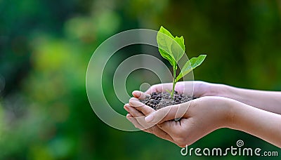 Environment Earth Day In the hands of trees growing seedlings. Bokeh green Background Female hand holding tree on nature field Stock Photo